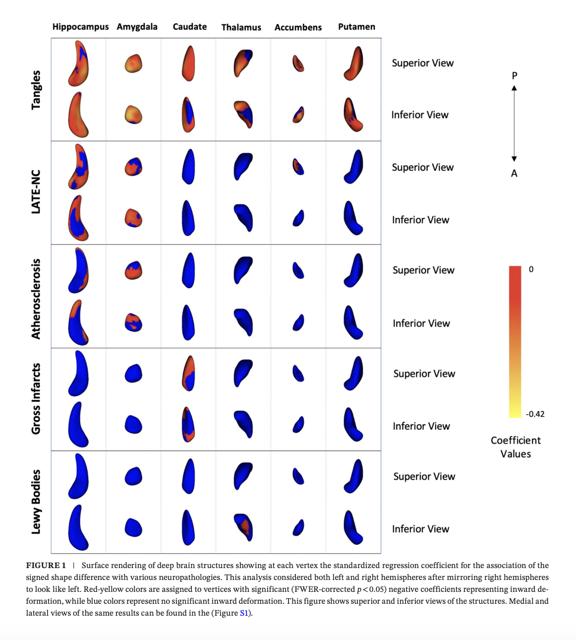 In-Vivo MRI Tangles Marker visual summary